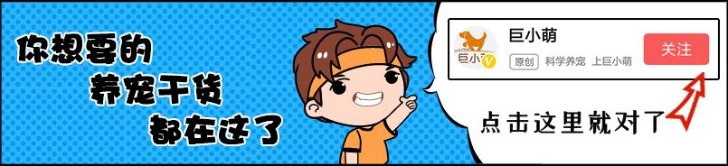 狗狗不爱喝水了怎么办,狗狗不爱喝水怎么办有什么妙招