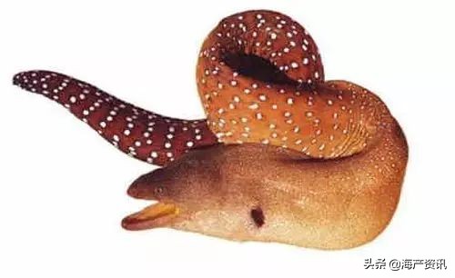 顶级海鲜鱼类大全图解,常见海鲜鱼类哪些便宜