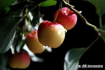 唐三镜酿酒联系方式,唐三镜酒是怎么做的