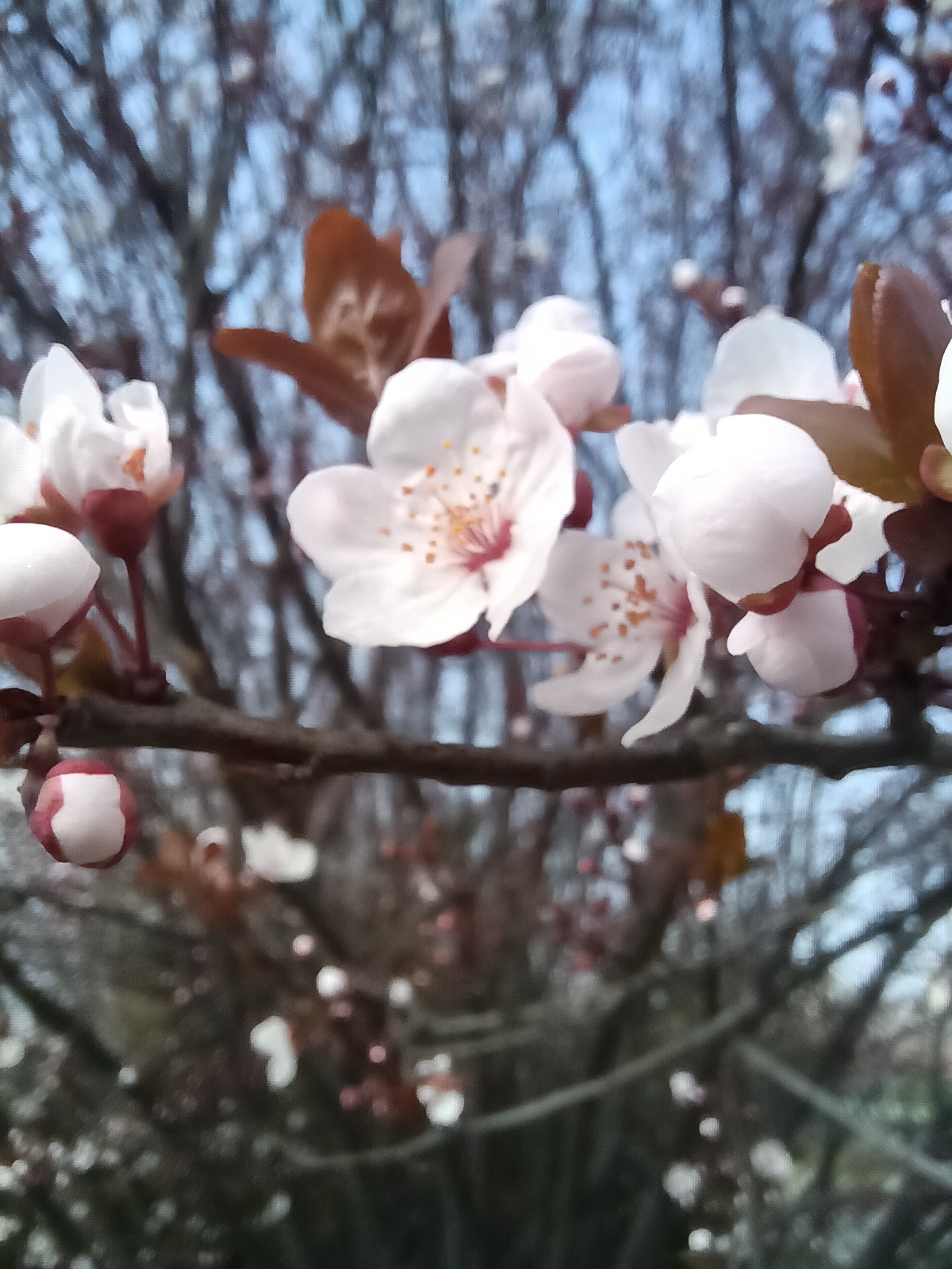 春暖花开正当时，丰县河滨公园成了很多丰县人的休闲胜地