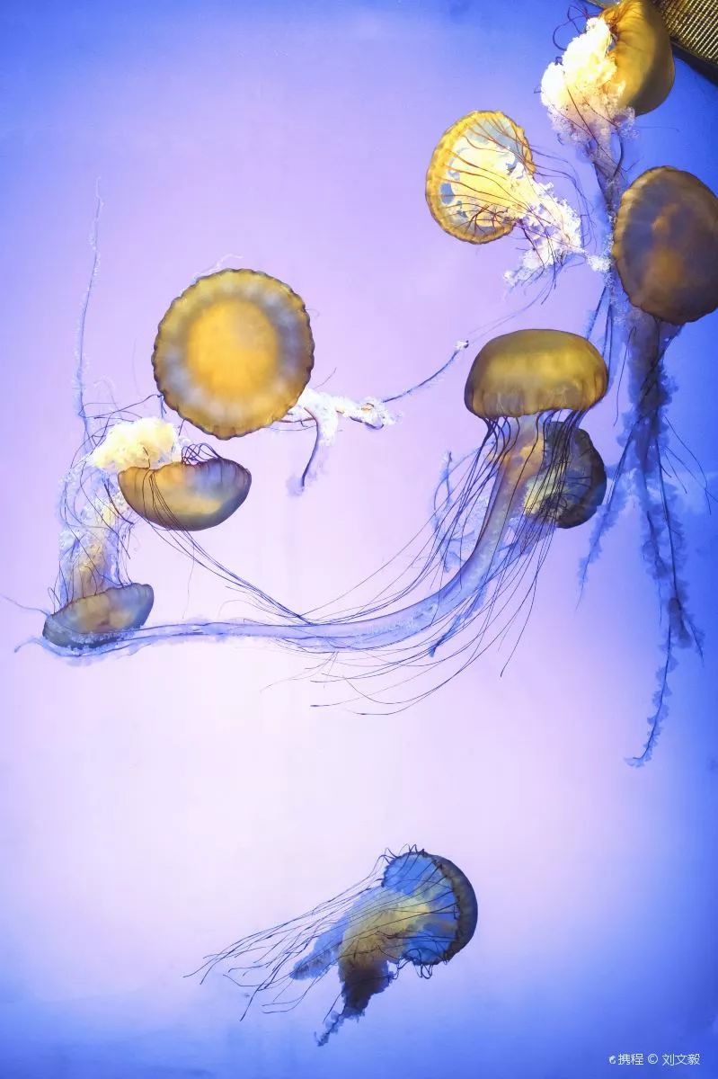 周末游玩优惠票,0元优惠票