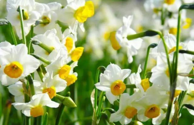 中国十大名花排行哪个是你的最爱,你知道中国十大名花是什么花吗