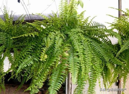 养好花六大关键十年养花经验总结,各种花卉养花技巧知识大全合集