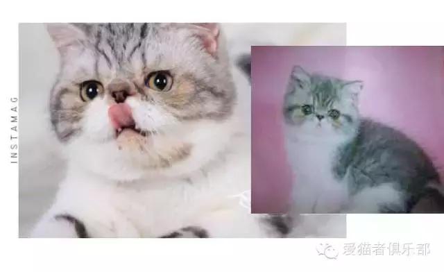 怎么区分加菲猫的品种,纯种加菲猫应该是什么颜色