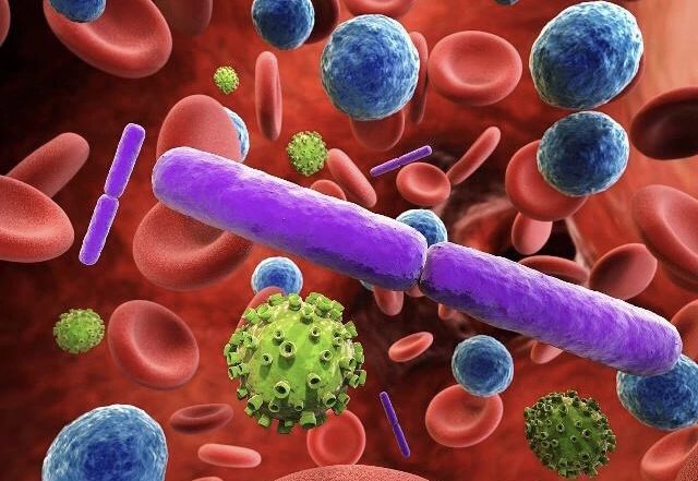 猫咪贫血药物治疗多久恢复,猫咪贫血的原因是什么有什么症状