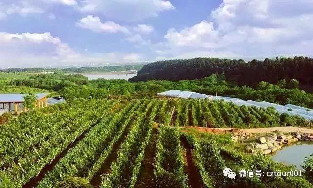 常州周末适合去哪里踏青,清明农庄亲子游攻略