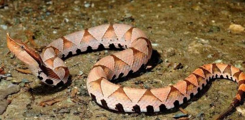 尖吻蝮为什么烂肉,尖吻蝮烂肉王能吃吗