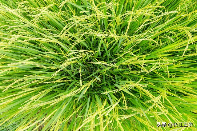 旱稻的栽培技术,四川旱稻栽培