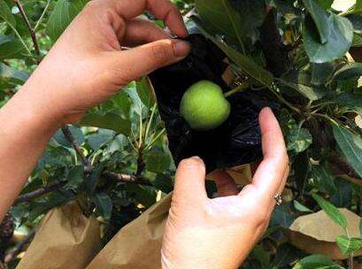 套袋早不等于果子红的早，苹果套袋的正确时间和方法