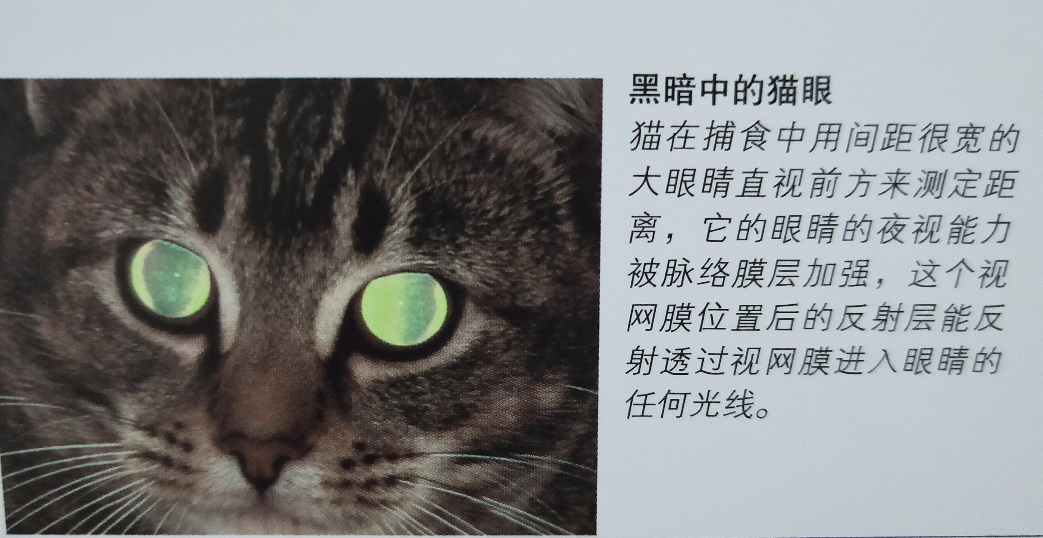 有些人家里养了非常多的猫咪,很多人都养猫咪的原因