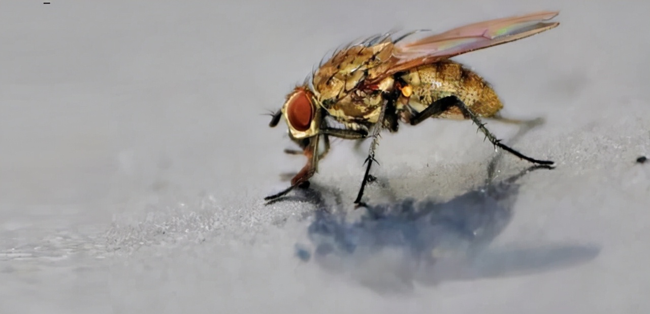 如果苍蝇灭绝对地球有什么影响,假如苍蝇灭绝了世界会变成什么样