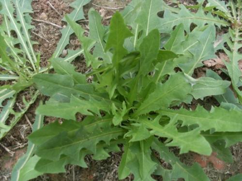 蒲公英人工栽培技术视频,蒲公英优质高产栽培技术