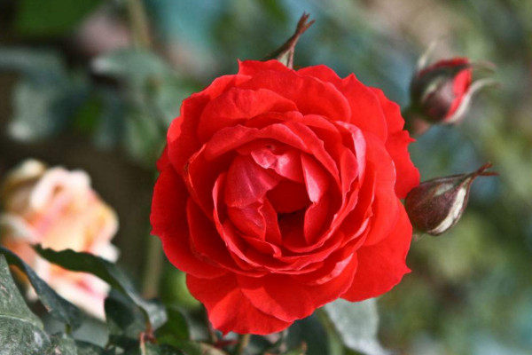 9999朵玫瑰代表意思,999朵玫瑰代表意思