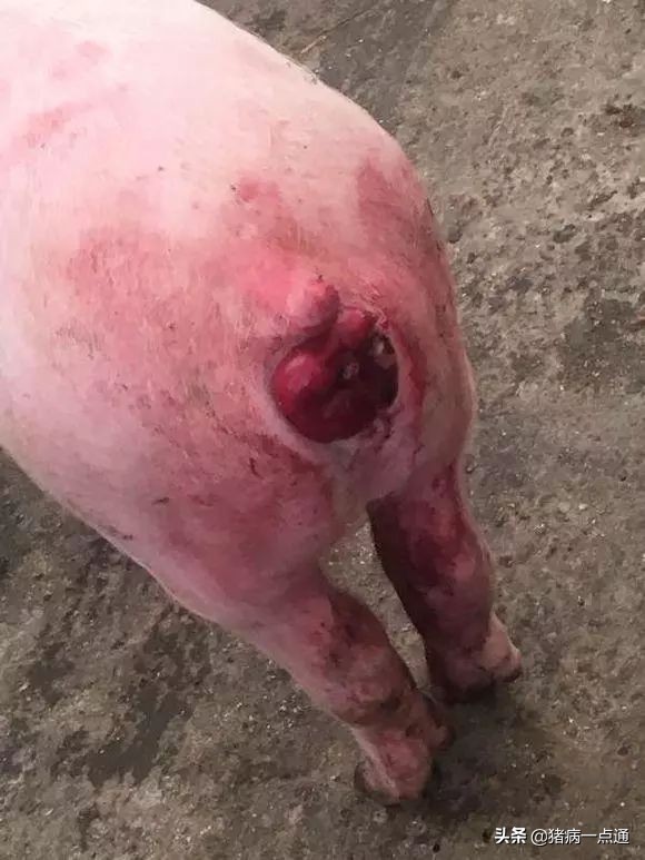 猪脱肛水肿严重最快解决方法,养猪人猪拉的便怎么处理