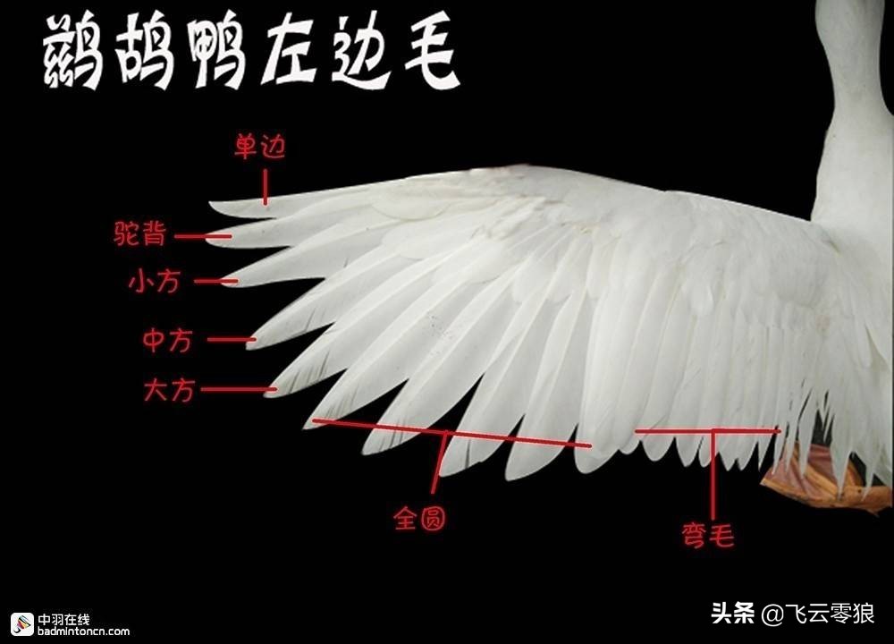 中羽飞云零狼,中羽飞云零狼评测