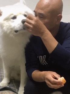 如果家人不让你养狗该怎么办,怎样说服爸妈给我养狗教你5招