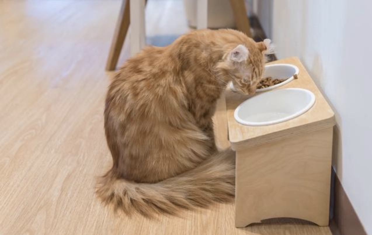 猫主粮做法,猫主粮有哪些种类