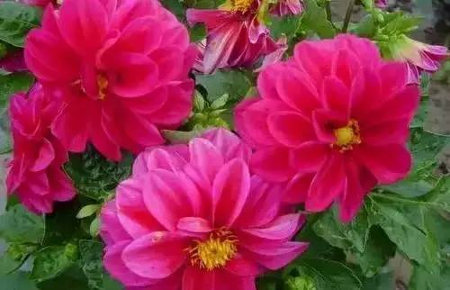 全国56个城市市花一览,56个市的市花