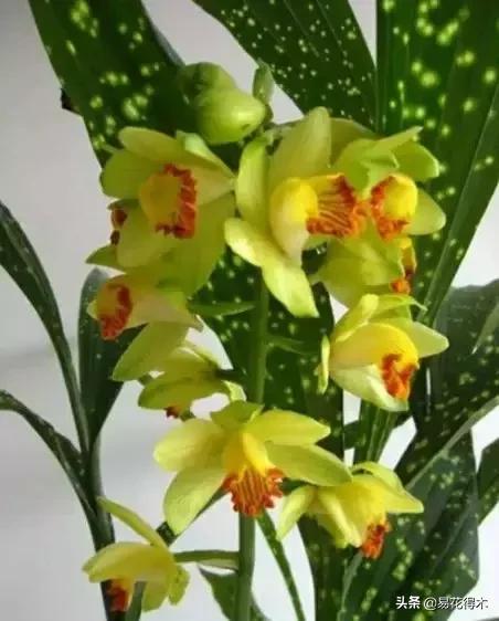 兰花推荐亭亭玉立的鹤顶兰,金斑鹤顶兰花