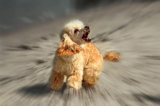 边牧狗和泰迪外观有什么区别,最聪明的边牧狗狗视频