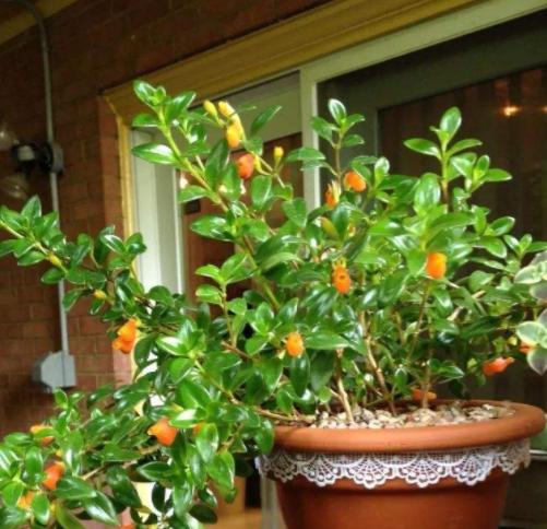 金鱼吊兰怎样养才能花开爆盆,金鱼吊兰怎么打理开花爆盆