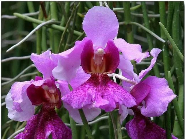 零零后女孩培育出世上最美的几种花，无论如何也要种上一朵