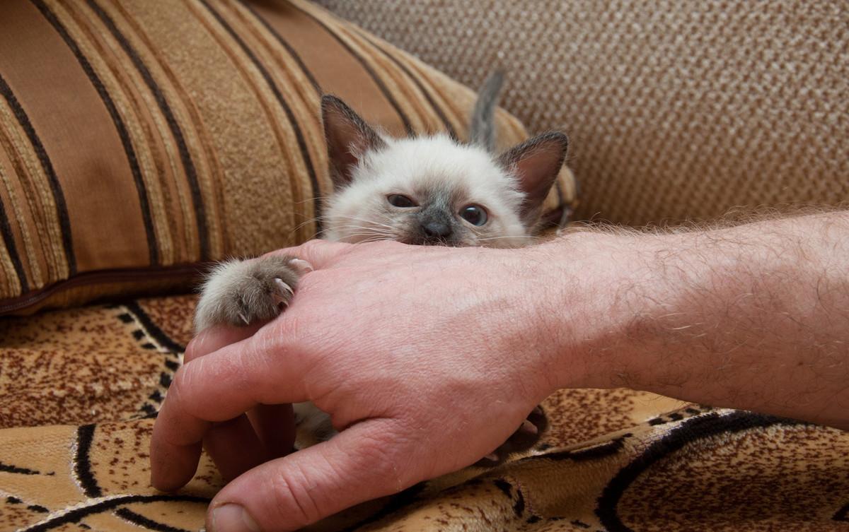 猫咬人教学,猫咬人抓人要怎么教育它