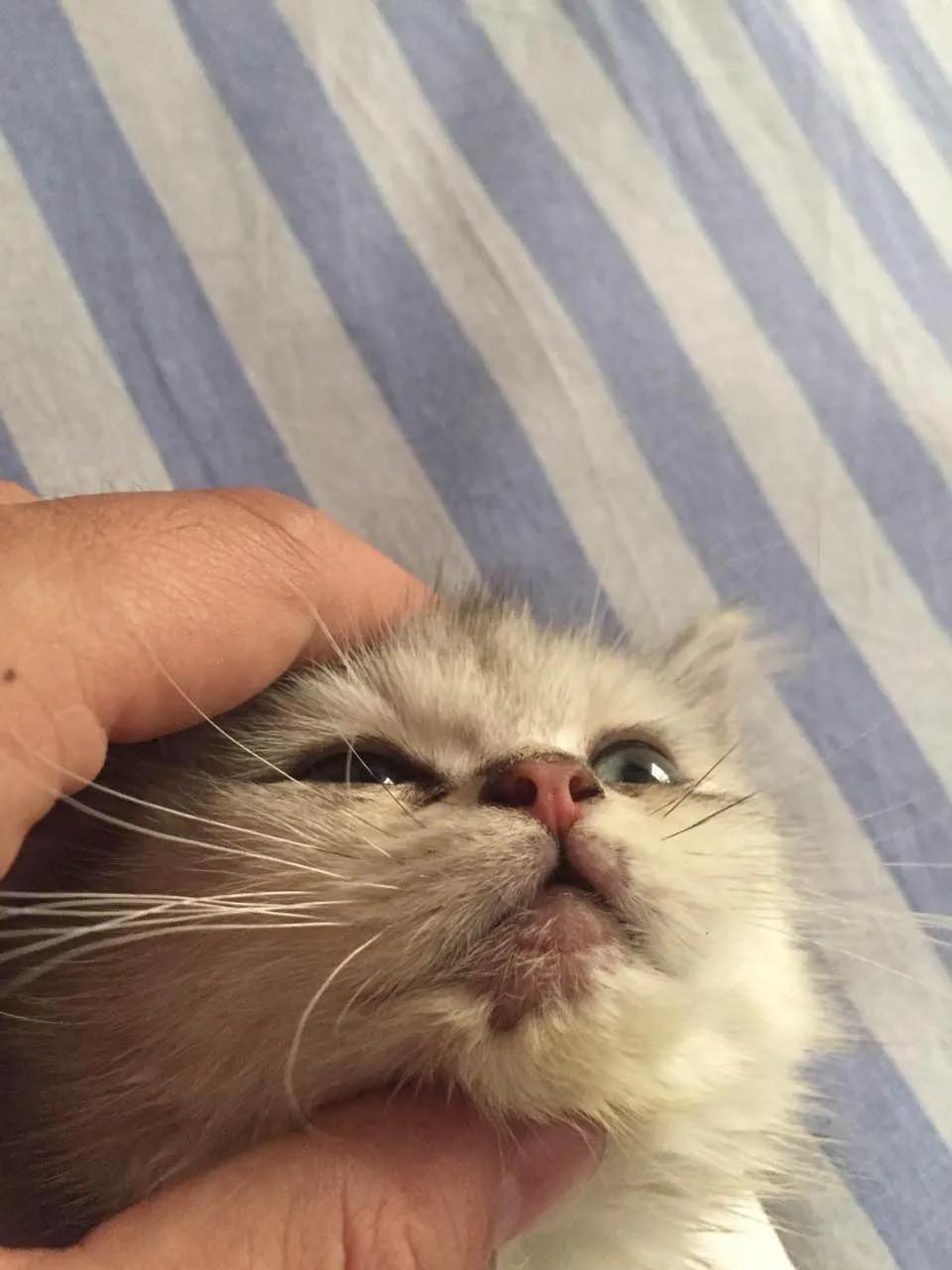 猫癣怎么预防和治疗,10年的老猫怎么照顾