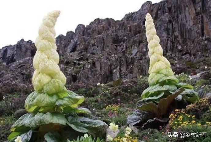 塔黄藏药配方大全,藏药塔黄能治哪种病