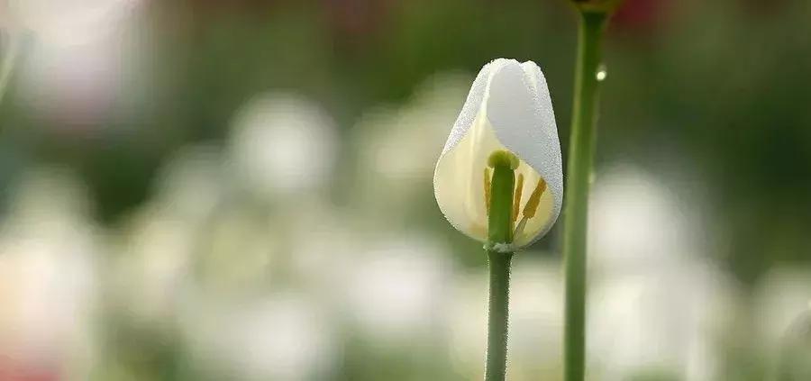 婚恋关系中的家庭氛围,你们的婚姻伴侣忠诚度有多高