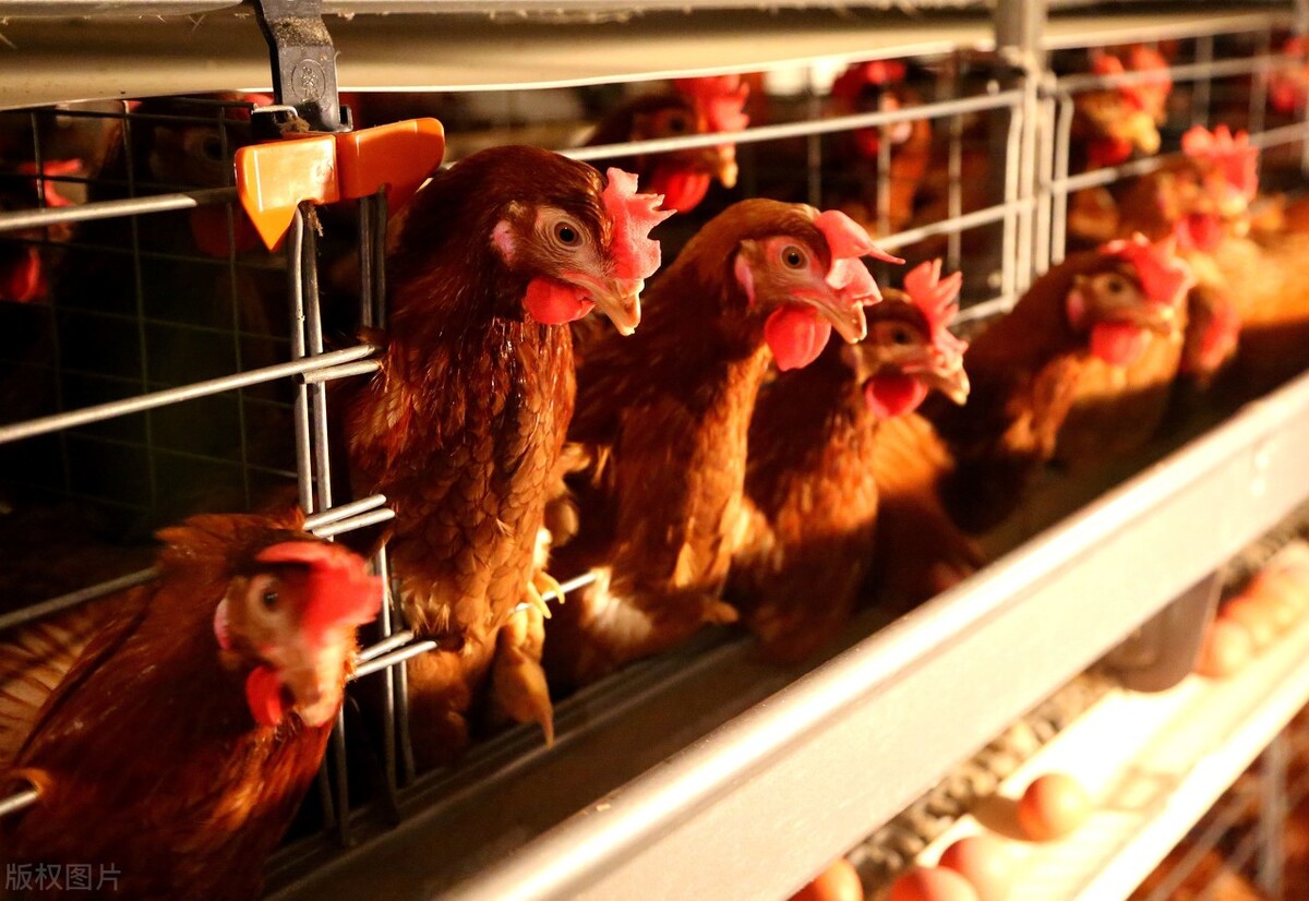 光照在蛋鸡养殖中的合理应用