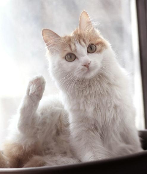 猫咪走失一星期后怎么找回,猫咪丢了3天找回来可以洗澡吗