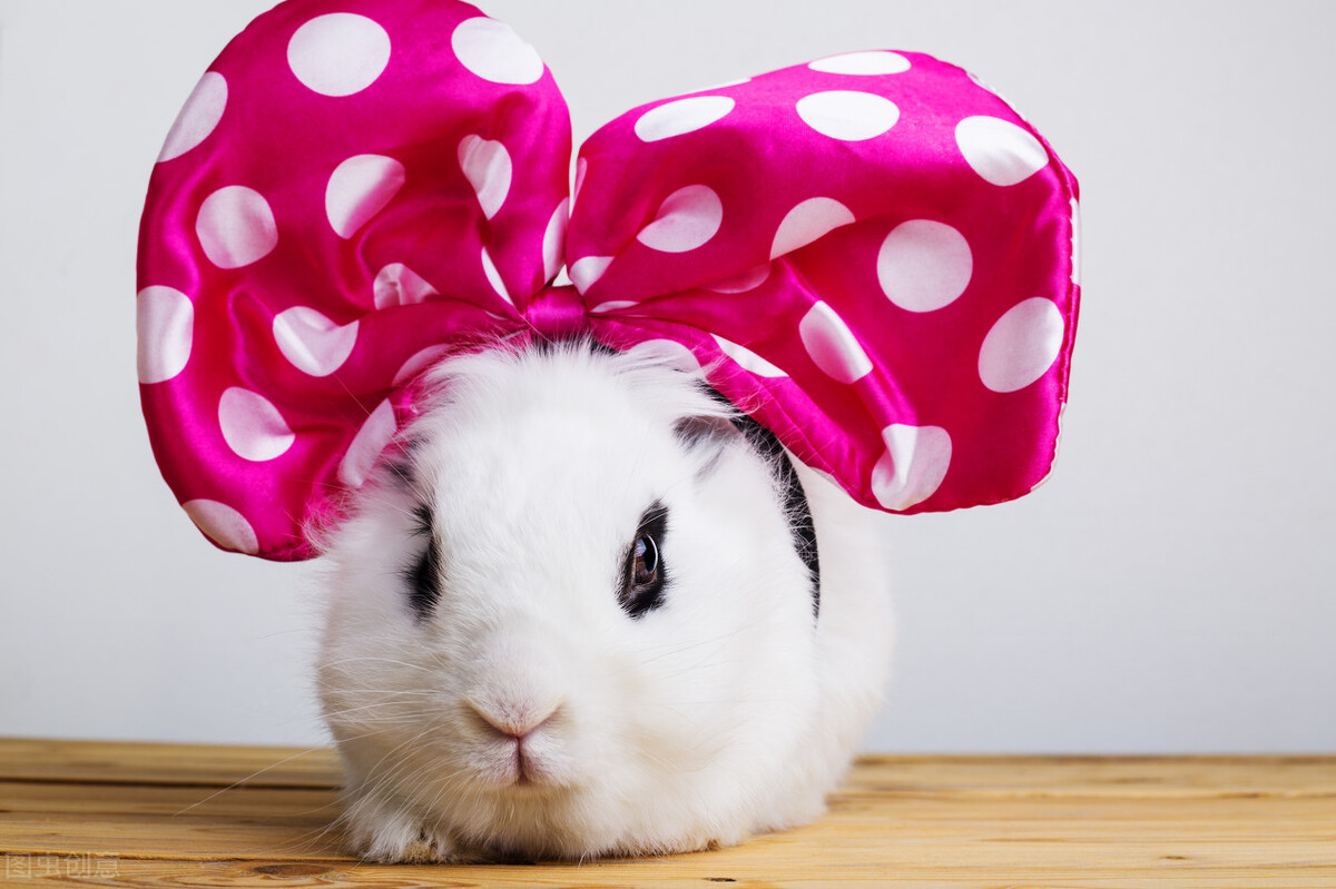 兔子得了球虫治不过来了吗,兔子已经得了球虫病怎么治