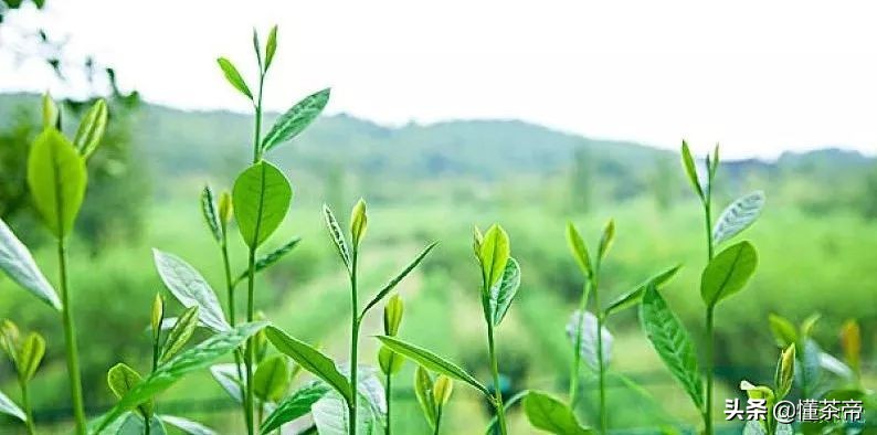 茶叶闻着不香喝着没味道什么原因,茶叶为什么炒得不香