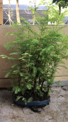 苹果盆景修剪技巧图解,新手也能学会的修剪盆景技巧