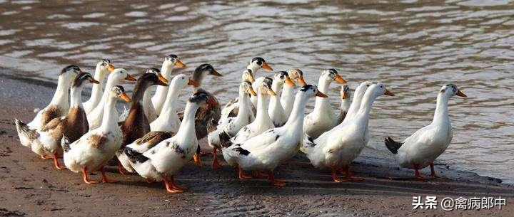 鸭眼流粘液,鸭支原体