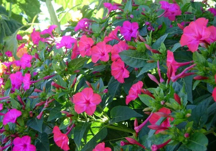 50种·蓝紫色系植物,尊享高贵典雅浪漫的视觉盛宴