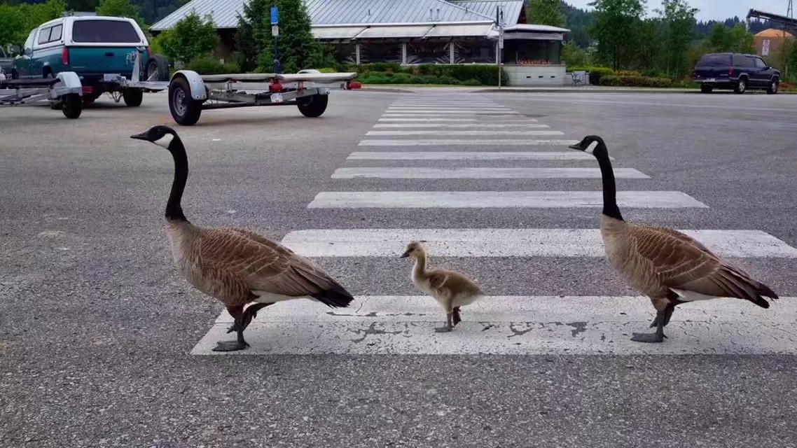 移民16年后的感受,移民16年感受