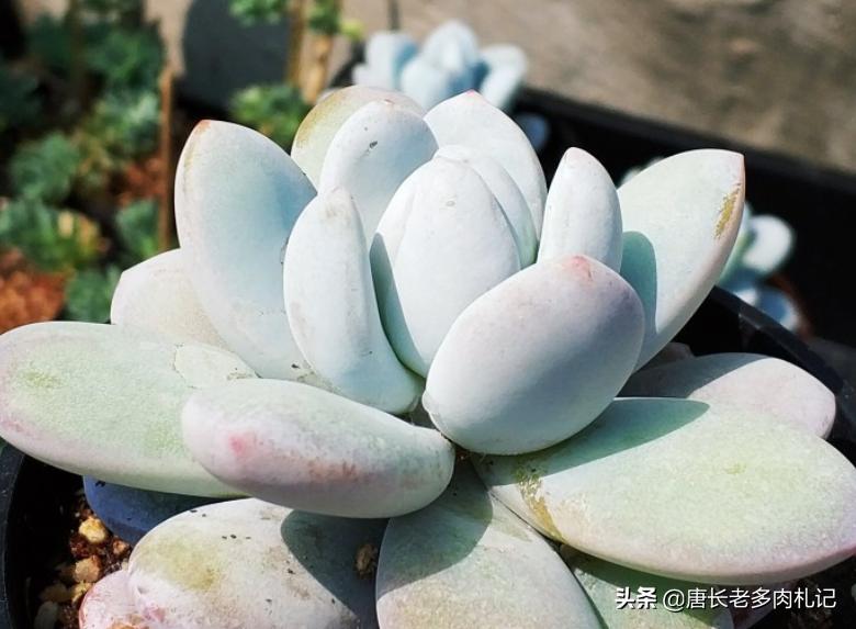 雪胖子多肉,多肉雪美人和橙雪球