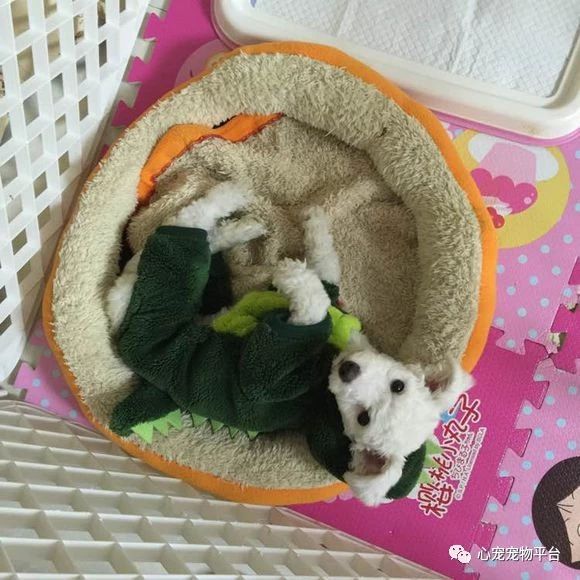 小狗细小胰腺炎,狗狗细小加胰腺炎在家怎么治