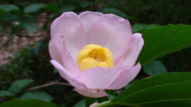 蜡梅花是不是梅,科普一下腊梅和梅花知识