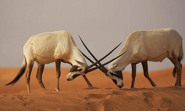 非洲牛科,物种繁多,来认识一下非洲大陆的各种羚羊吧