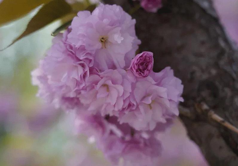 石家庄新规划大项目,石家庄中心城区最新项目