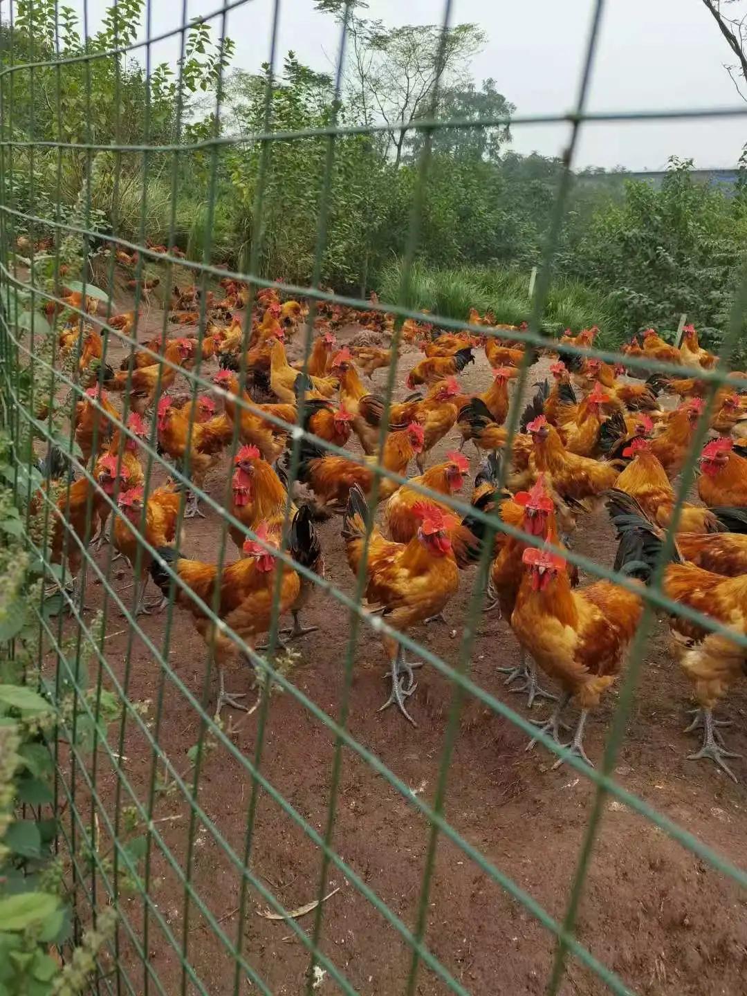 西充南鱼喃醉鸡菜单,南鱼喃醉鸡西充店面积有多大