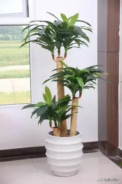 巴西木树的病虫害防治,巴西木霉菌怎么处理