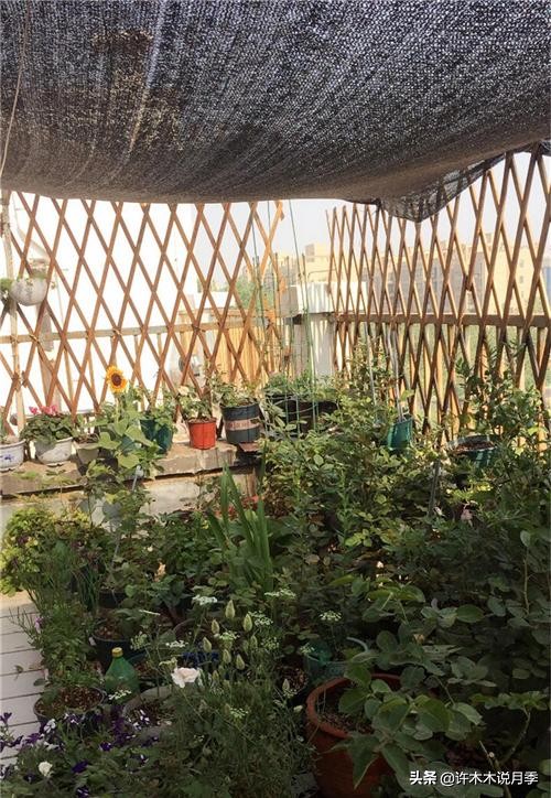 不耐晒的月季夏天怎么办,盆栽月季严重晒伤脱水怎么救