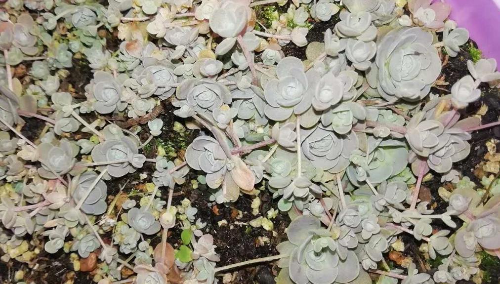 多肉养出状态来有多美？这102种多肉控养上色之后美呆了