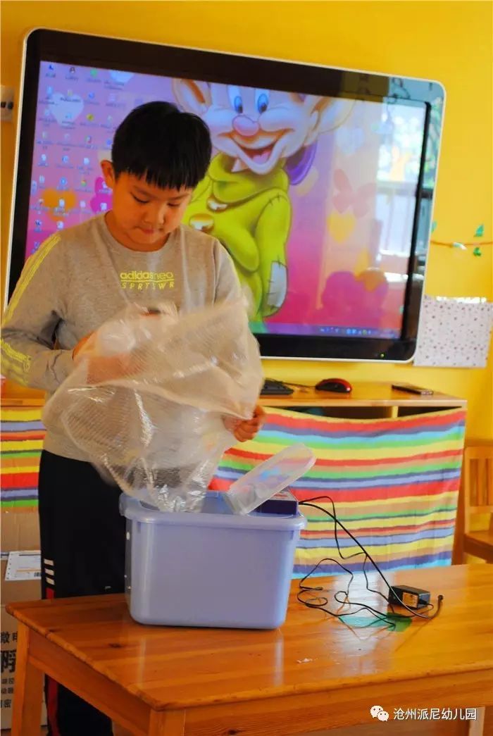 生命教育孵蛋,生命教育课程孵小鸡