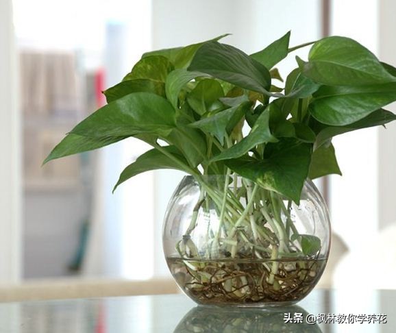 刚移栽的绿萝要天天给叶子喷水吗,绿萝长得好靠哪三种水