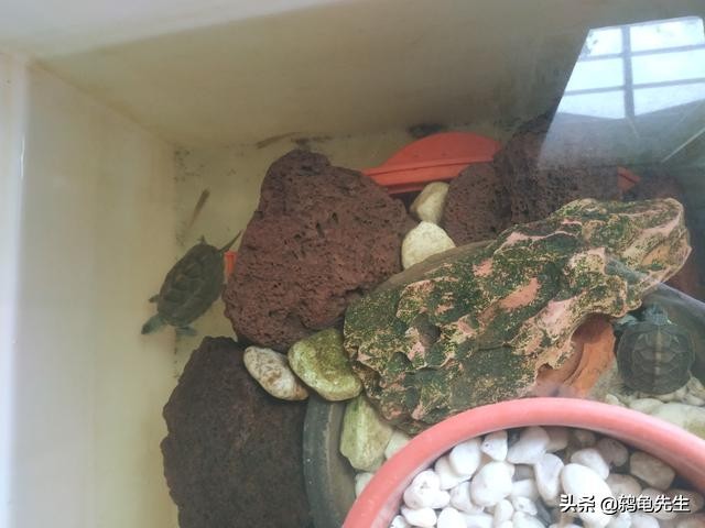 乌龟缸里用什么养水草,乌龟缸里养植物的好处